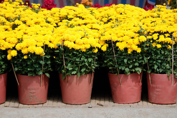 Fototapeta na wymiar Marigold selling in Vietnam market