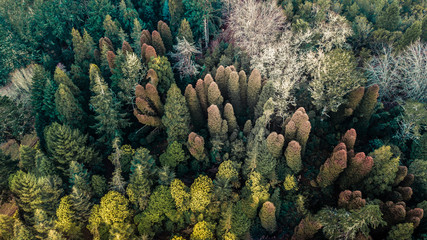 Aerial top down view of autumn forest with green, yellow and orange trees in Madeira island Portugal