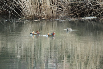 南伊豆　青野川の美しいオシドリ