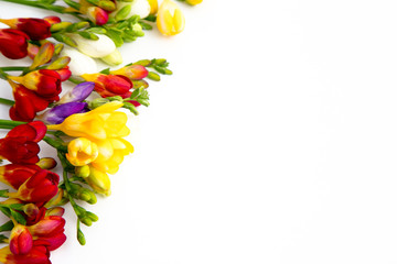 Spring background. Beautiful spring freesia flowers on a white background. Place for text,...