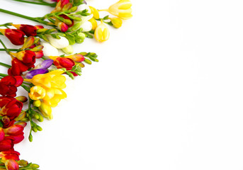 Naklejka na ściany i meble Spring background. Beautiful spring freesia flowers on a white background. Place for text, close-up. Romantic background for spring holidays.