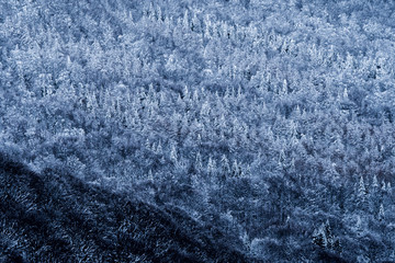 Winter in the Carpathians. A snow-capped mountain forest