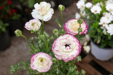 White and purple-rimmed persian buttercup flowers or Ranunculus asiaticus, close-up.