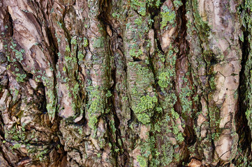 Texture of pine bark cracks in the rays of sunlight. Deep cracks, original tree structure. Moss and...