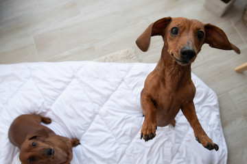 Two cute dachshund sits on white blanket and looking up