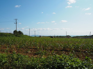 サトウキビ畑、沖縄県小浜島