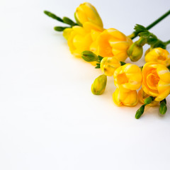 Spring background. Beautiful spring freesia flowers on a white background. Place for text, close-up. Romantic background for spring holidays.