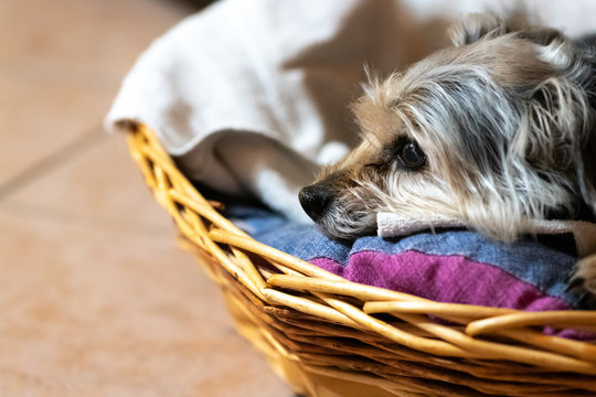 Adorable Grey Dog In The Lair At Home