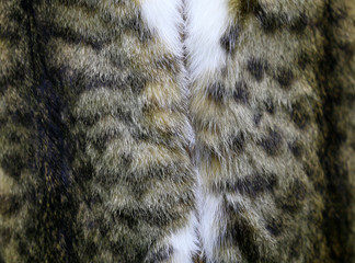The fox scarf,a close-up