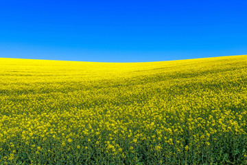 Obraz premium Yellow Rapeseed field Dorset UK TW318