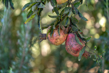 Damaged pomegranate