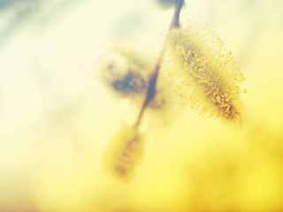 Gentle spring background with blooming willow branches, toned, soft focus