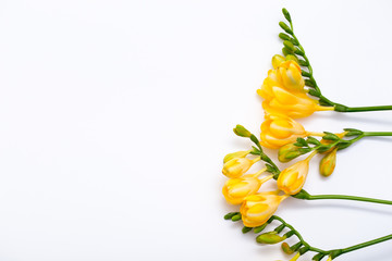 Spring background. Beautiful spring freesia flowers on a white background. Place for text,...
