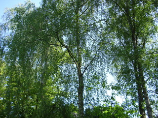 Natur, Wald, Bäume, Blumen