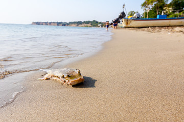 Obraz premium Young dead stingray in shallow sea water