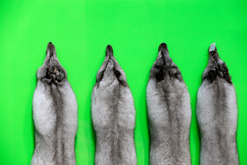 The fox scarf,a close-up