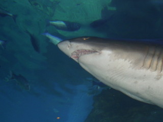 Naklejka premium Wasser, Tiere, Fische