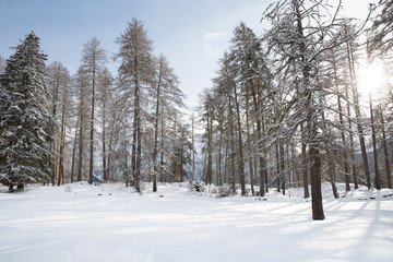 Fototapeta premium Snowy forest view in swiss alps with loipe