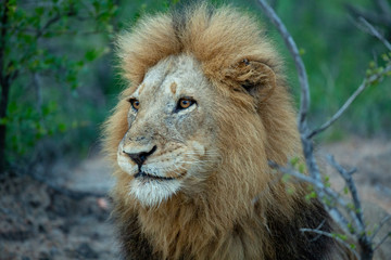 Male lion sitting looking very regal