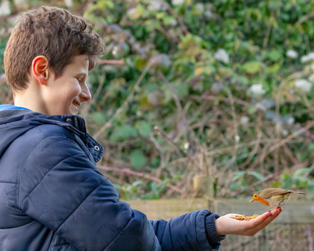 Young boy in navy colour winter coat feeding robin meal worms from his hand in RSPB nature reserve  Rainham marshes near Purfleet in England