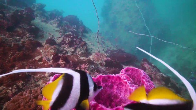 Two long tail fish on the top of an amazing sponge coral.Steady shot with a lot of strong colors.