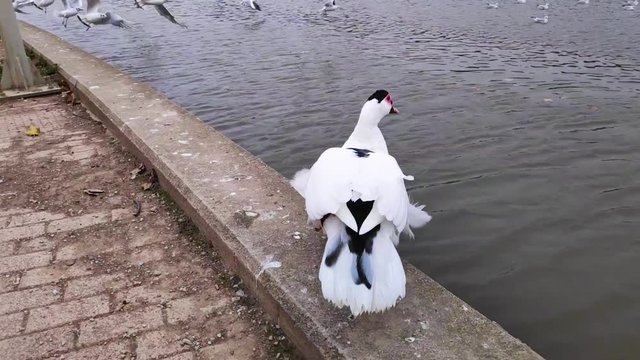 Domestic Muscovy duck walking in Tritsi park Athens Greece. Slow motion.