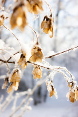 Russian snowy nature