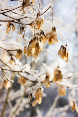 Russian snowy nature