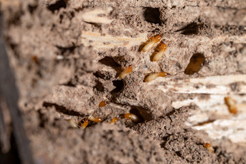  close up of termites