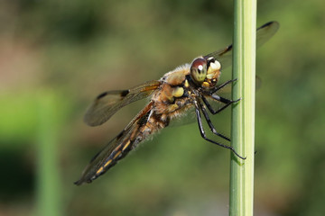 Vierfleck (Libellula quadrimaculata)