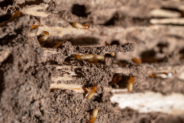  close up of termites