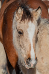 Obraz premium Cute Wild Horse Foal Portrait