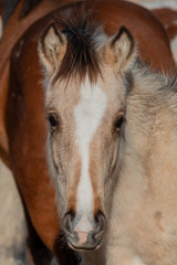 Obraz na płótnie Canvas Cute Wild Horse Foal Portrait
