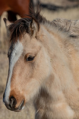 Fototapeta na wymiar Cute Wild Horse Foal Portrait
