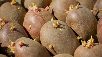 Potato tubers ready for planting closeup