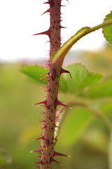 Red thorns of the rose flower