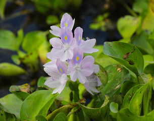 fleurs de jacinthe d'eau © Monique Pouzet