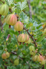 A long bunch of fresh gooseberry at summer