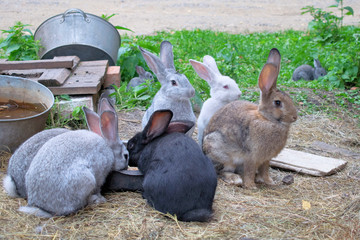 Black, gray, brown and white rabbits are eating at farm at summer in Russia
