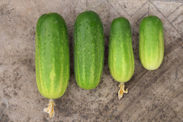 Row of four fresh green cucumbers  with flowers