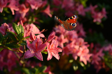 Blumen 999 © K.-U. Häßler