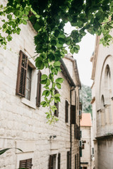 Green plant in the foreground. In the background is a traditional narrow street in Montenegro.