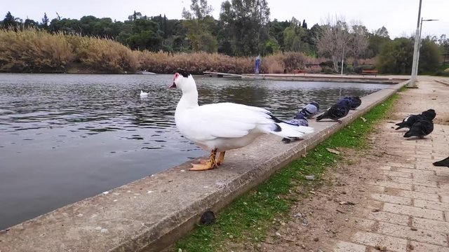 Domestic Muscovy duck urinates in Tritsi park Athens Greece. Slow motion.