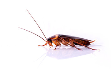 Red cockroach