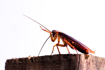 Red cockroach