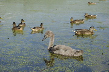 Labedz niemy © M. G. Koperkiewicz