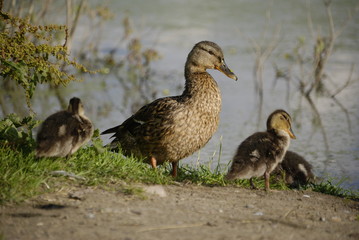 Kaczka krzyzowka © M. G. Koperkiewicz