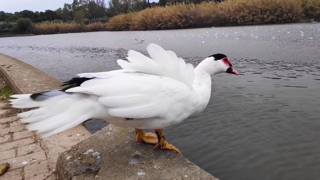 Domestic Muscovy duck walking in Tritsi park Athens Greece. Slow motion.