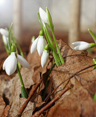 Snowdrop spring flowers. Snowdrops with morning light. Snowdrop flower background texture. Floral pattern. Flowers wallpaper. White snowdrop. Galanthus nivalis in the garden. Copy space for your text.