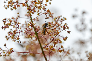 Bee at the flower of the violet smoke bush